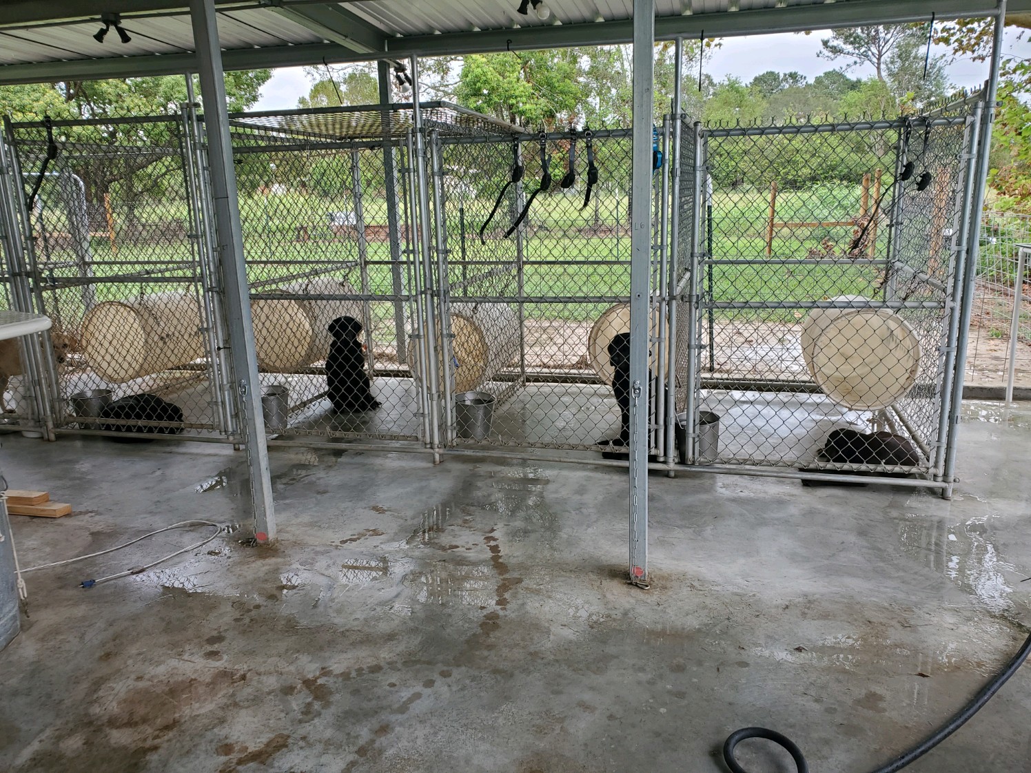 Kennels